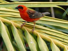 cardinal