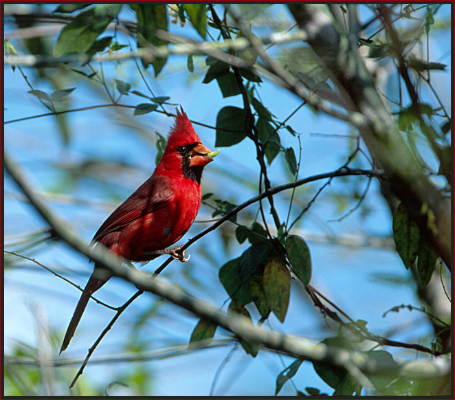 Cardinal