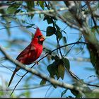 Cardinal