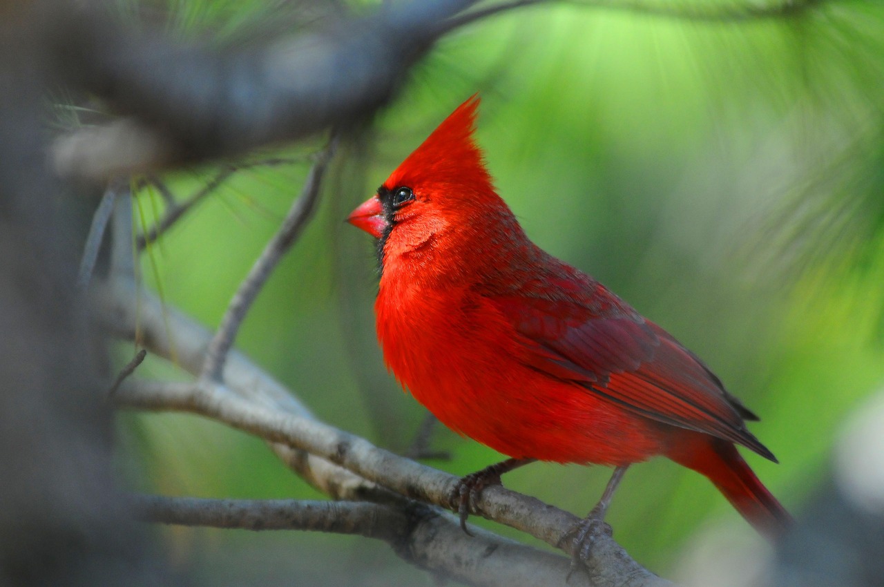 Cardinal