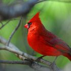 Cardinal