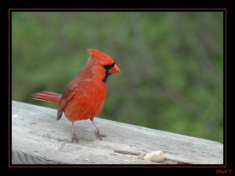 Cardinal