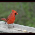 Cardinal