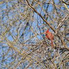 Cardinal