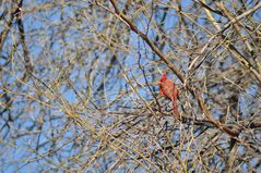 Cardinal