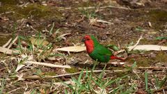 Cardinal