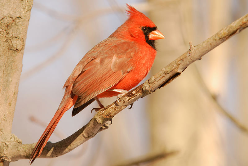 Cardinal