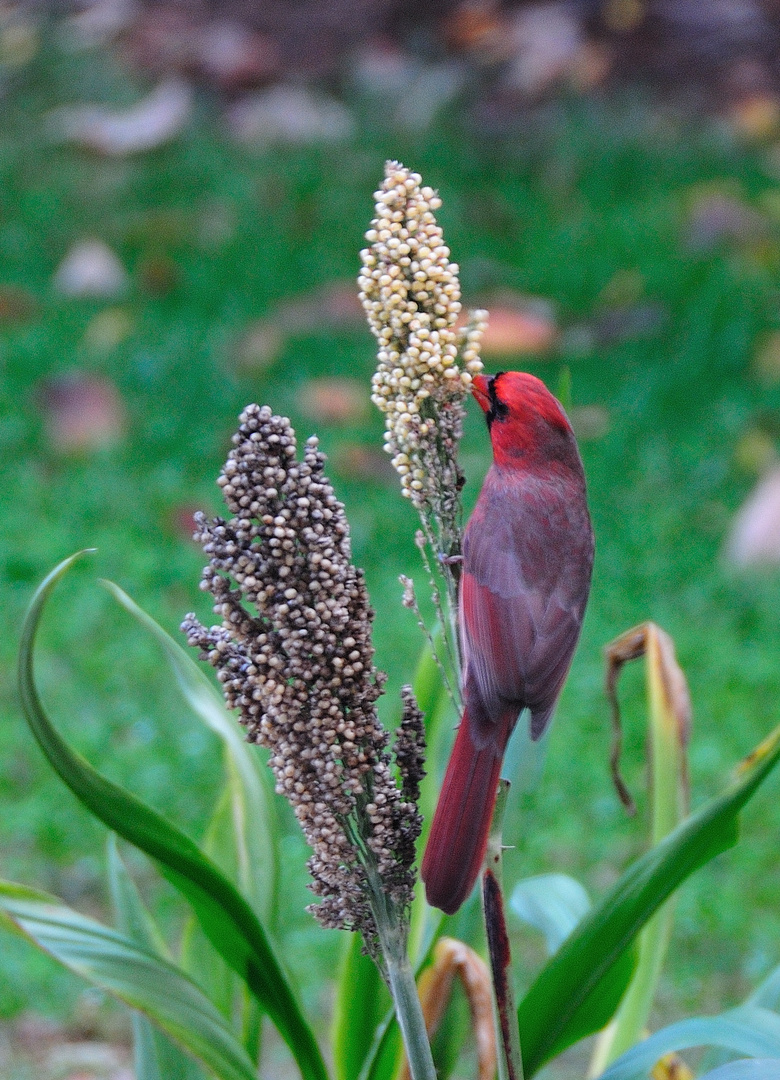 Cardinal