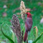 Cardinal