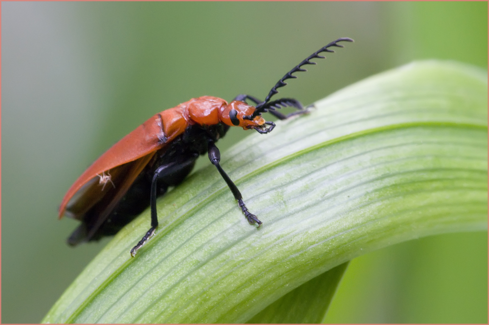 Cardinal à tête rouge (Pyrochroa serraticornis) 2