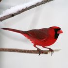 Cardinal