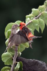 Cardinal