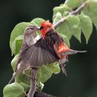 Cardinal