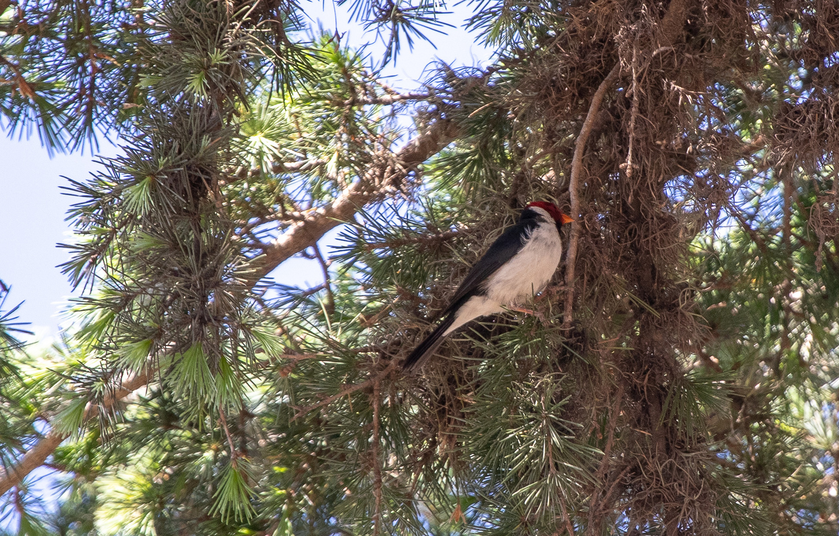 Cardinal bird