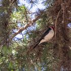 Cardinal bird