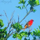 Cardinal