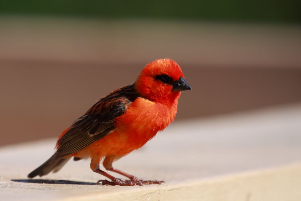 Cardinal de Madagascar 1