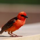 Cardinal de Madagascar 1