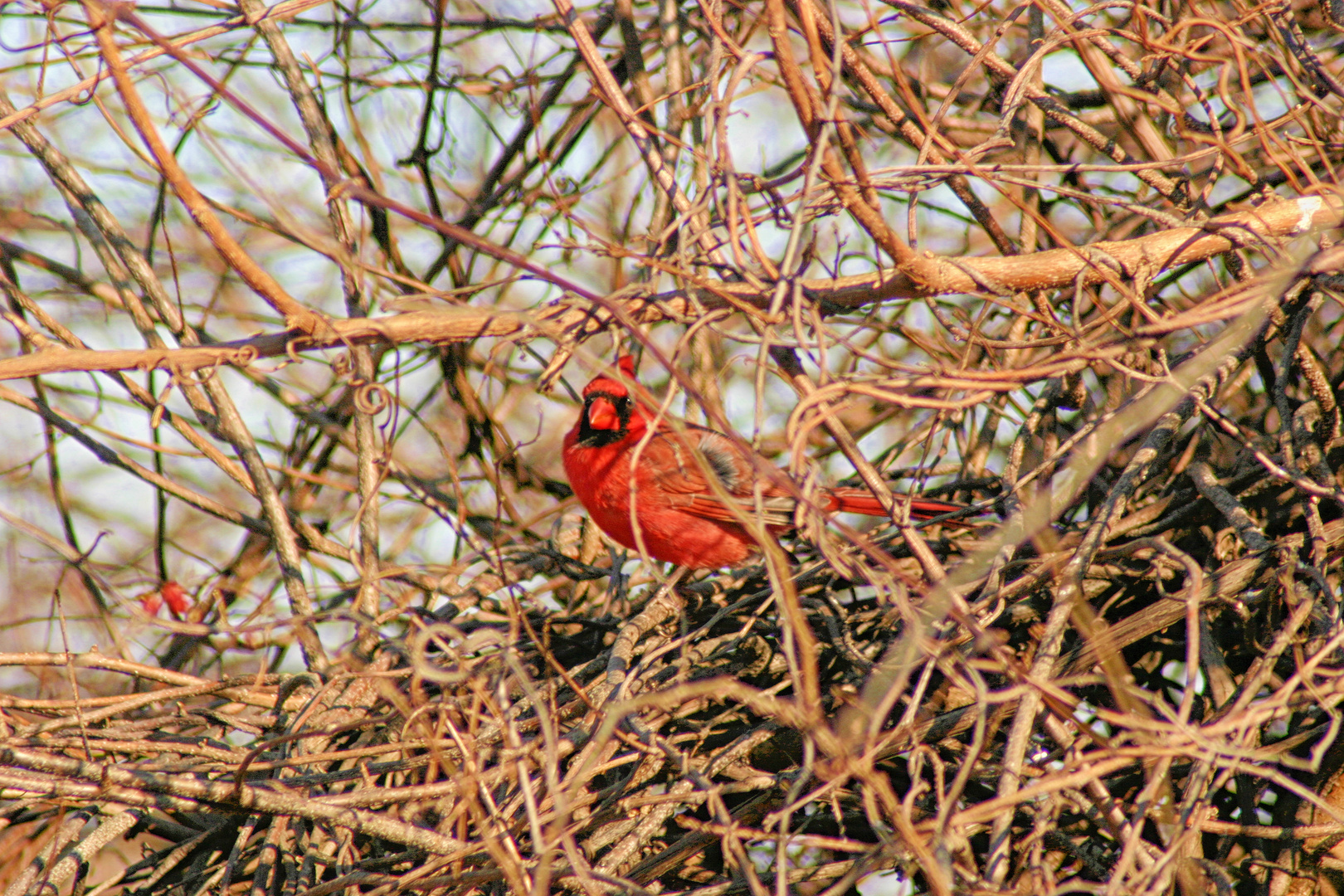 Cardinal