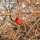 Cardinal