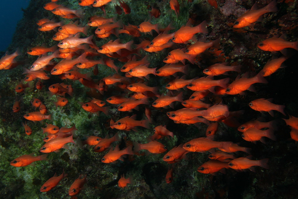 cardinal fish