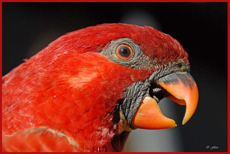 CARDINAL LORY