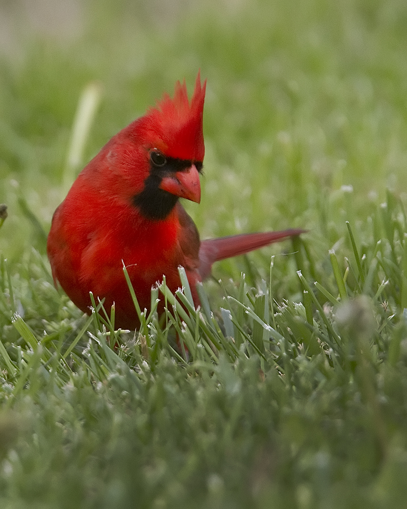 Cardinal may