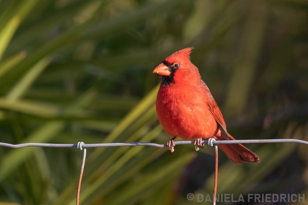 Cardinal on the Fence