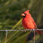 Cardinal on the Fence