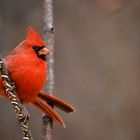 Cardinal on Watch