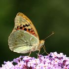 Cardinal or Great Fritillary male - Argynnis pandora male