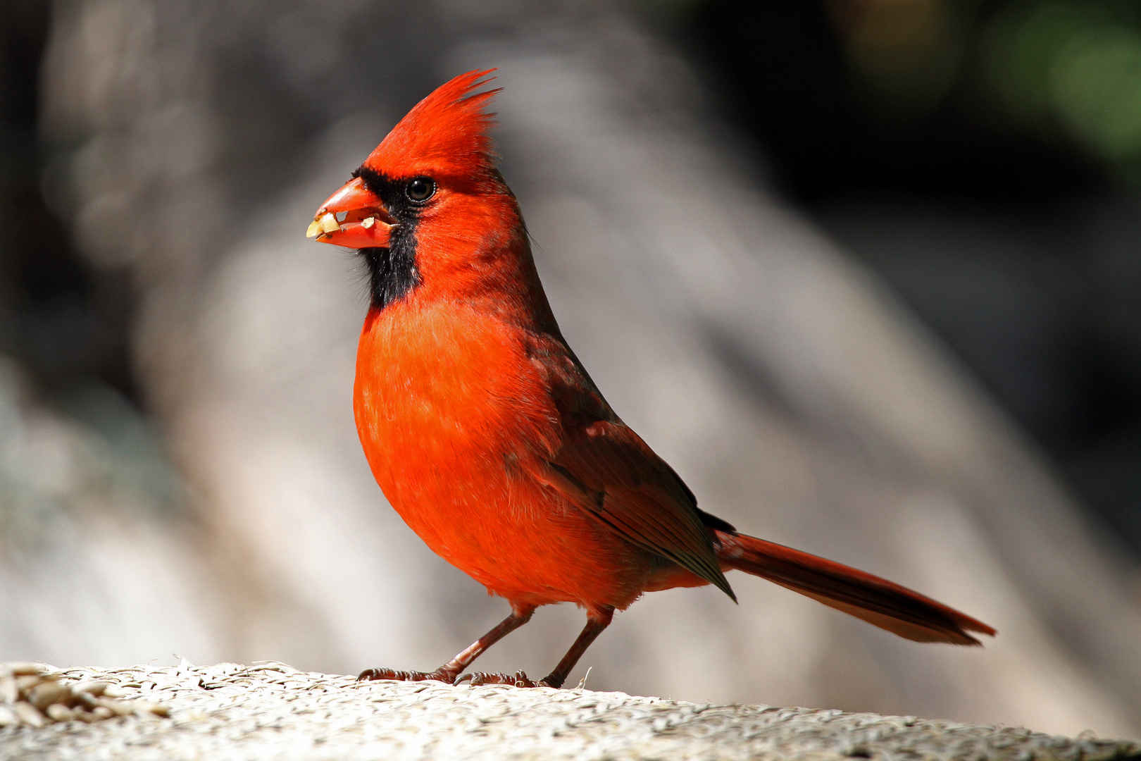 Cardinal rouge