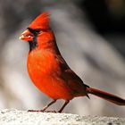 Cardinal rouge