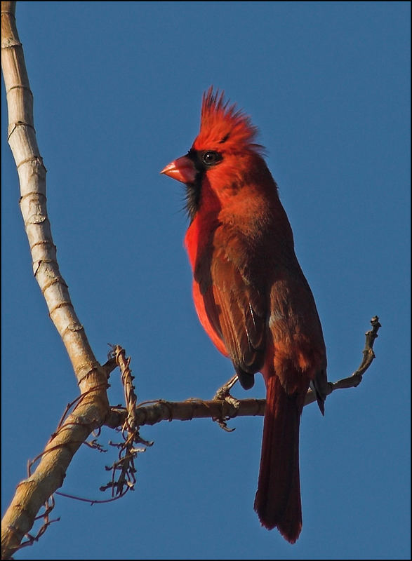 Cardinal - Schattensuche