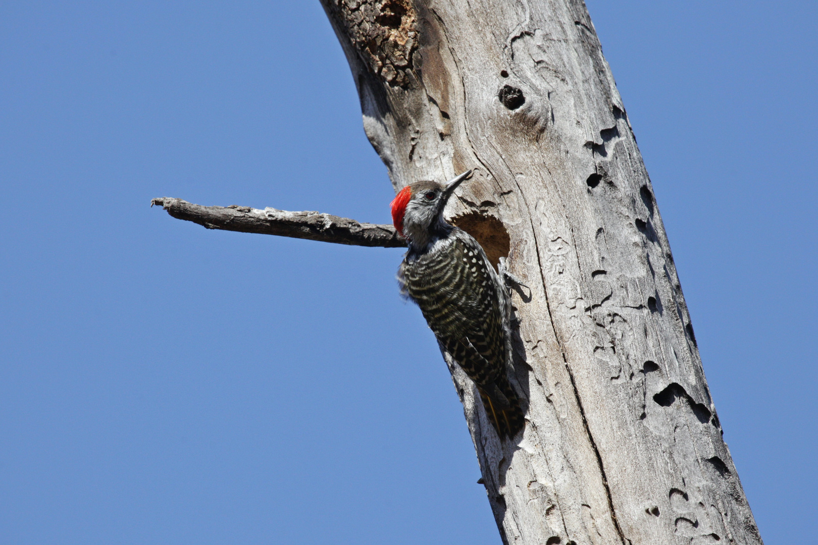 Cardinal Woodpecker