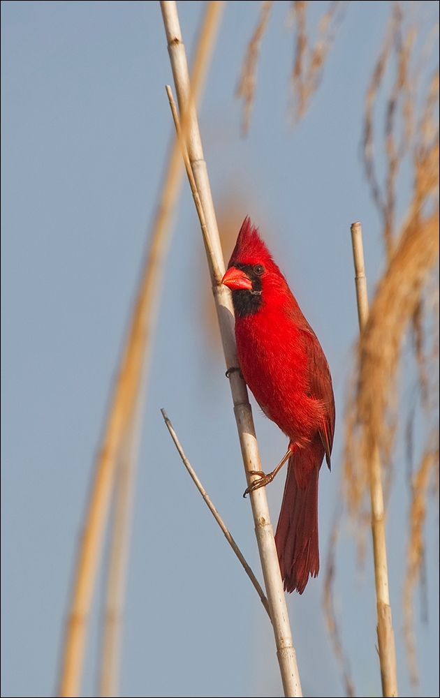 Cardinalis cardinalis