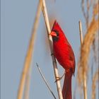 Cardinalis cardinalis