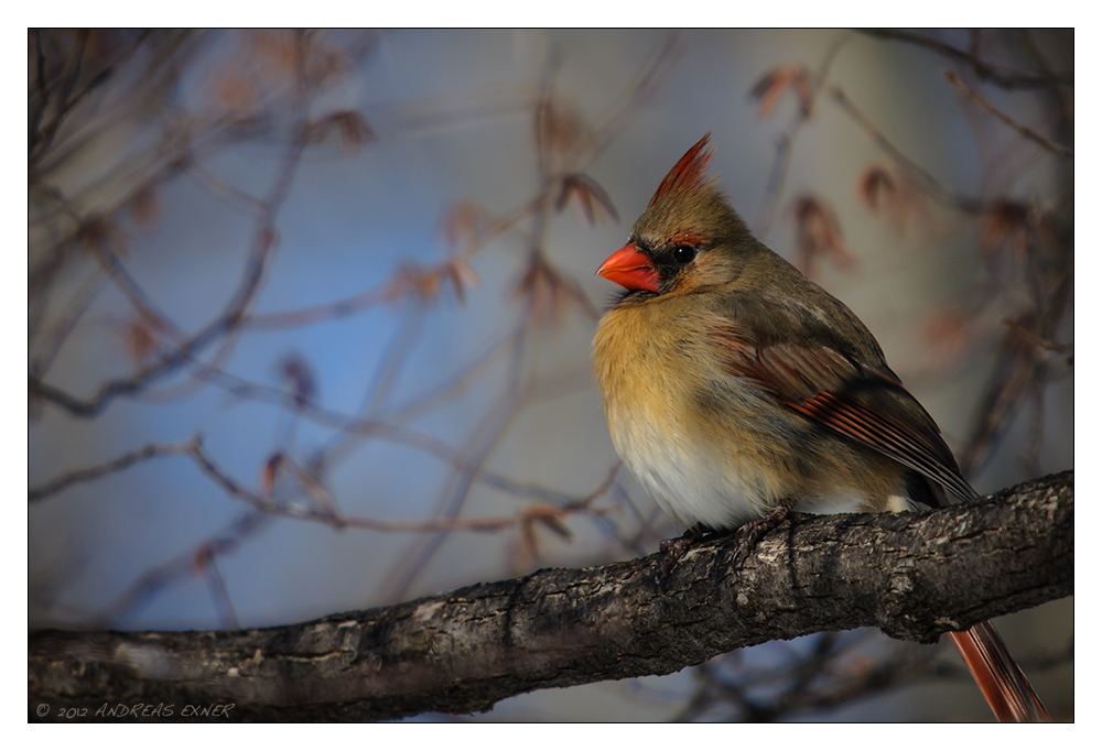 Cardinal's Lady