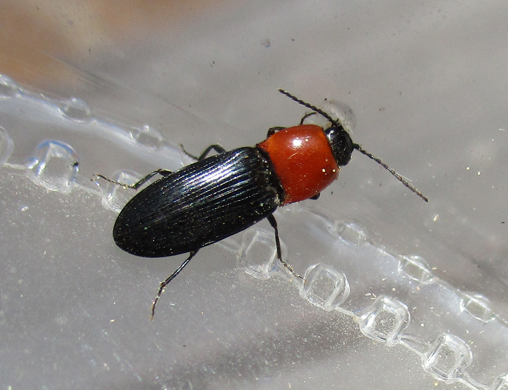 Cardiophorus gramineus Foto & Bild insekten, natur, tiere Bilder auf