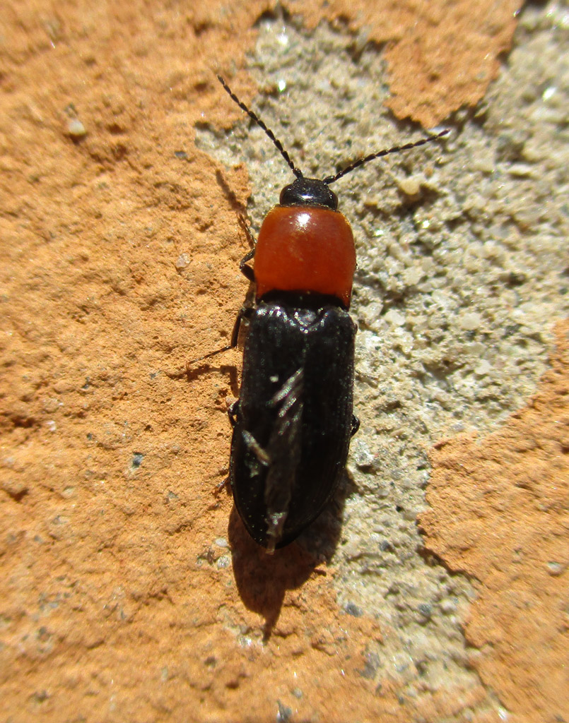  Cardiophorus gramineus