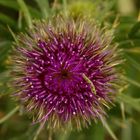 Cardo con bruco - Cardoon with caterpillar