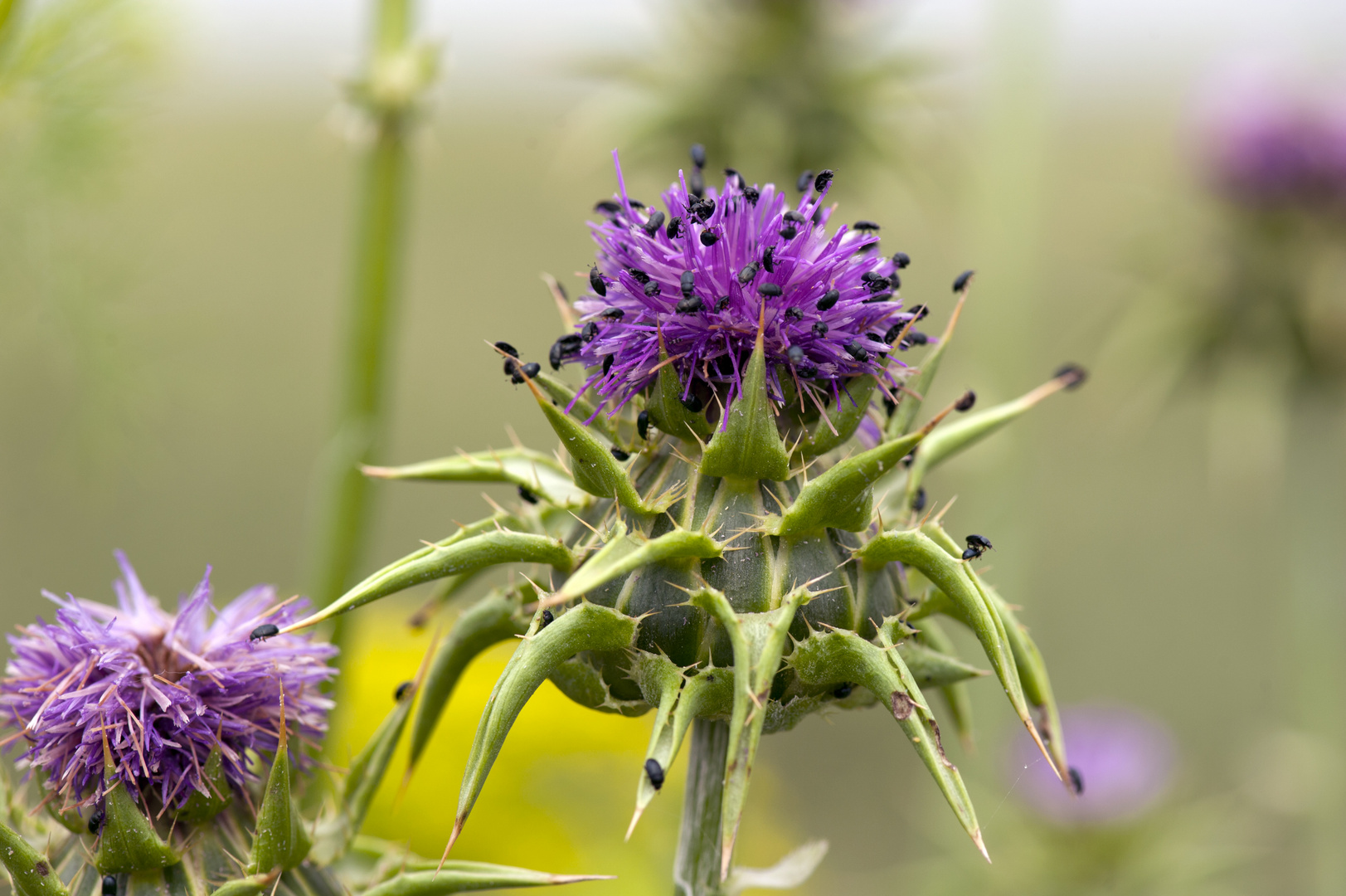 cardo con piccoli coleotteri