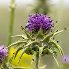 cardo con piccoli coleotteri