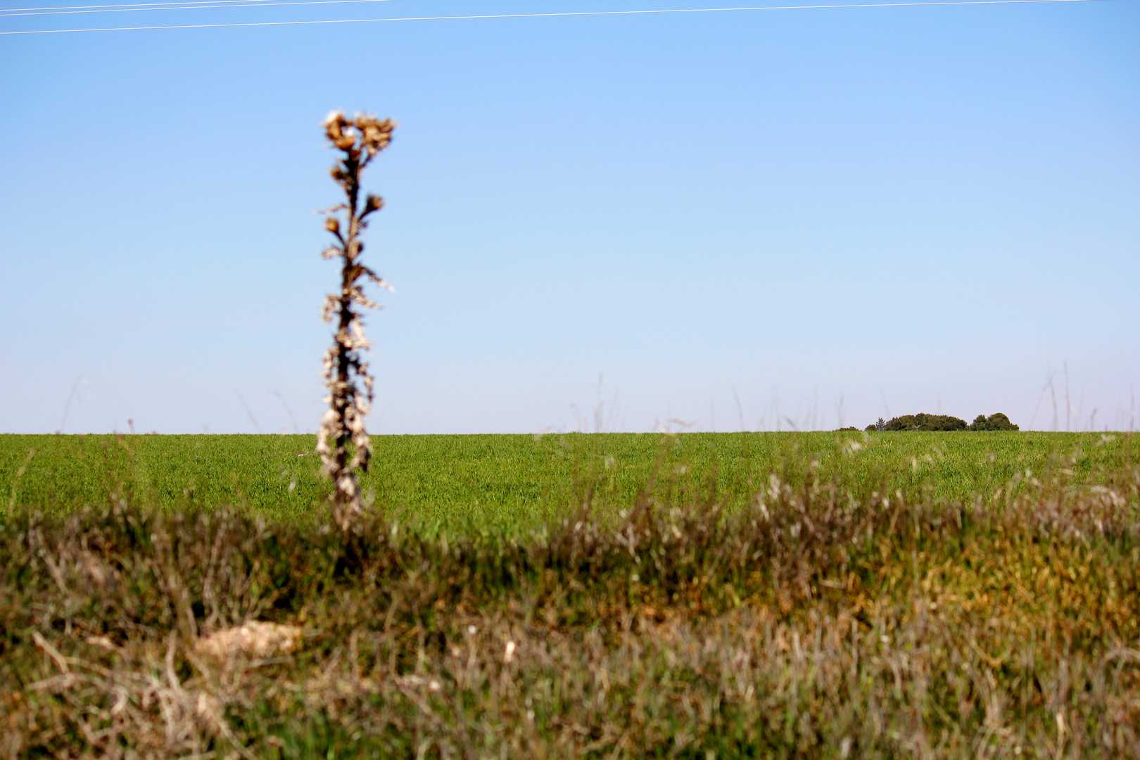 cardo en el campo