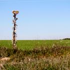 cardo en el campo