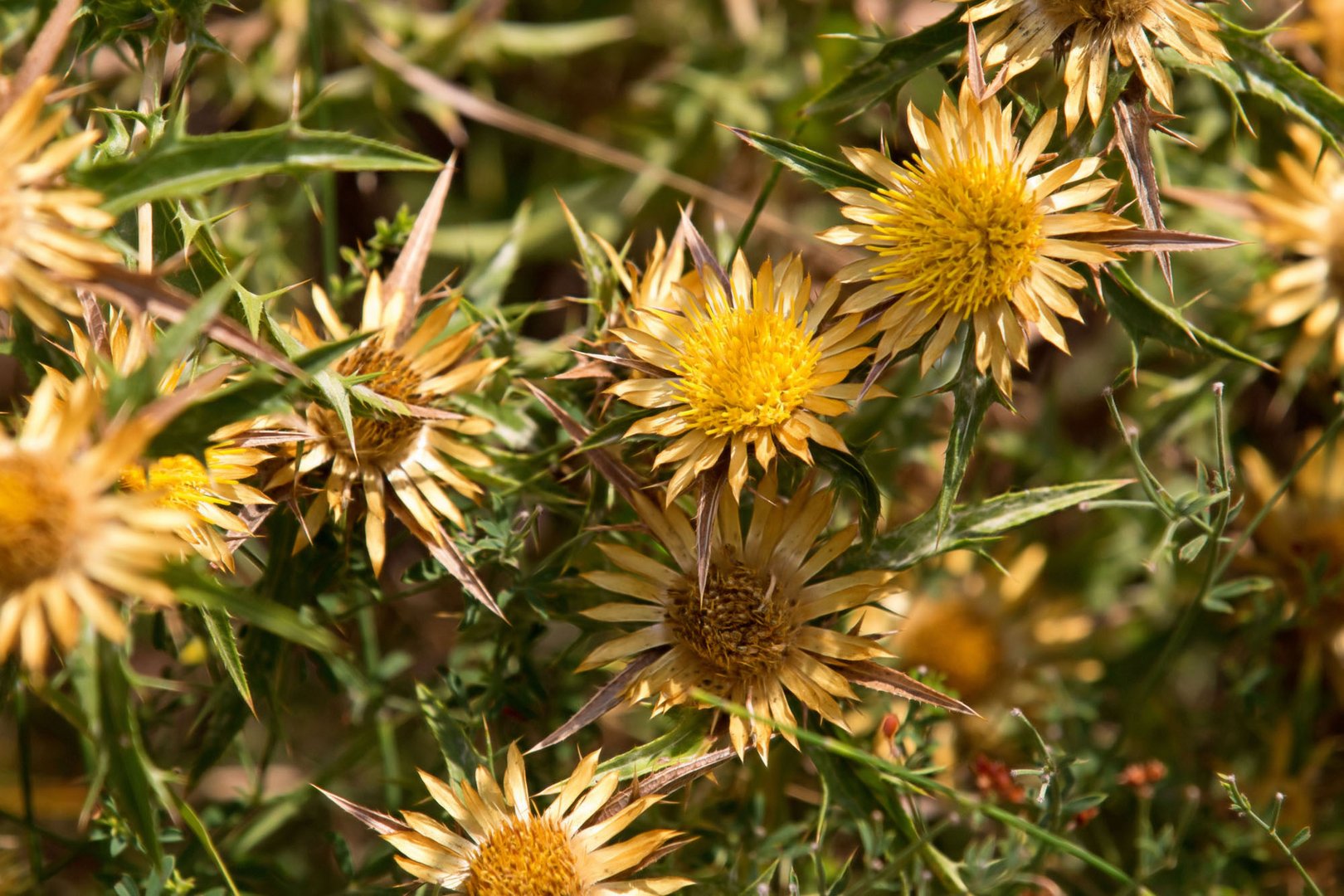 cardo giallo