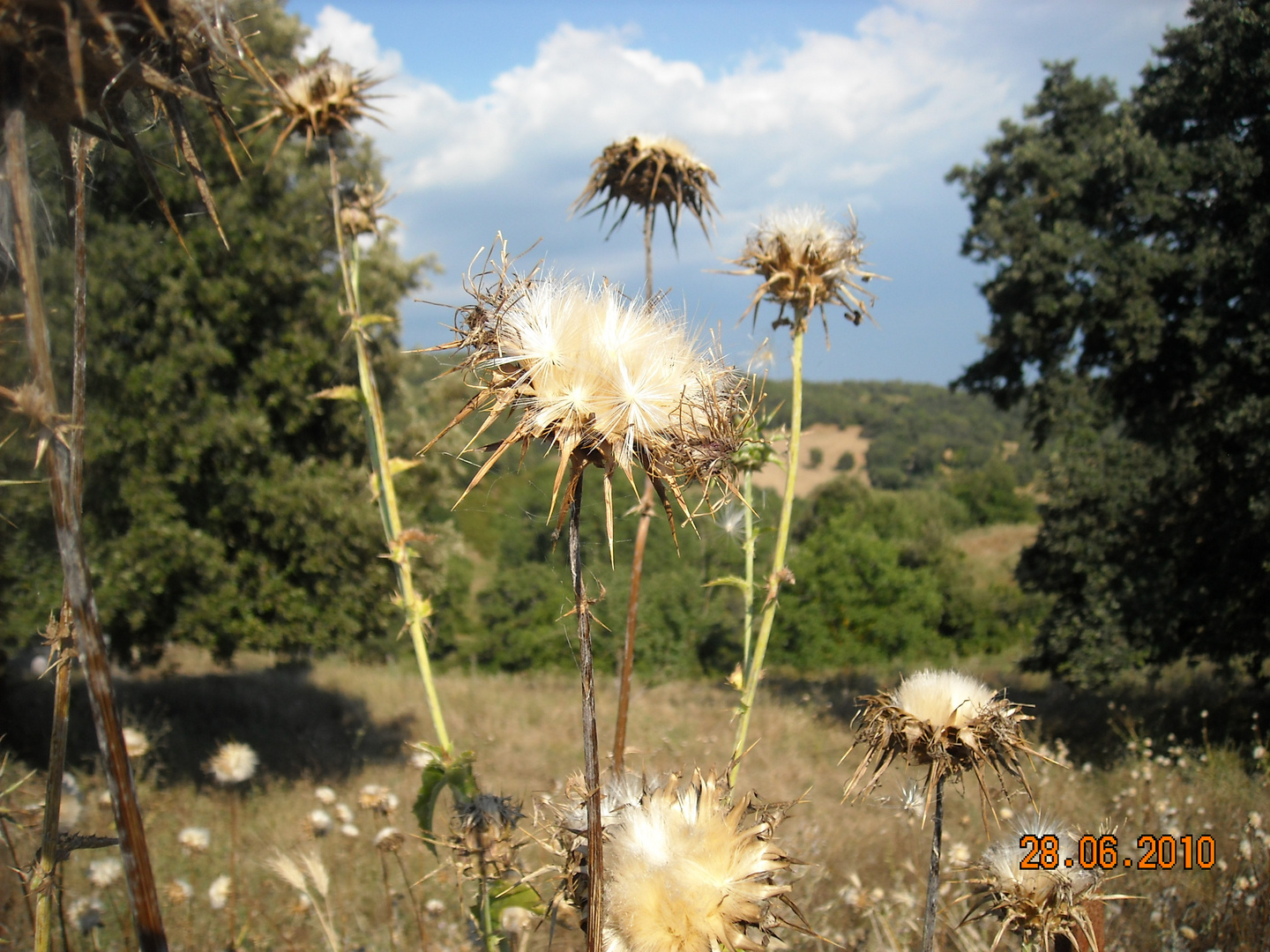 Cardo sardo