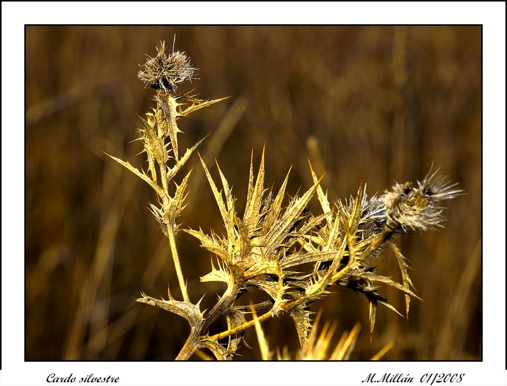 Cardo silvestre