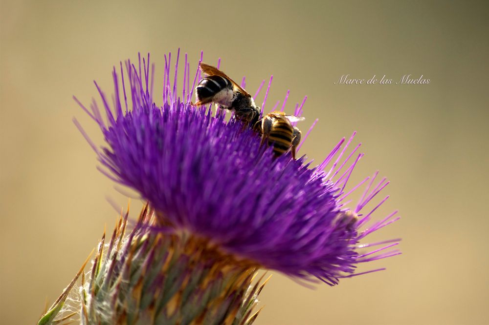 ...cardo y avispas...