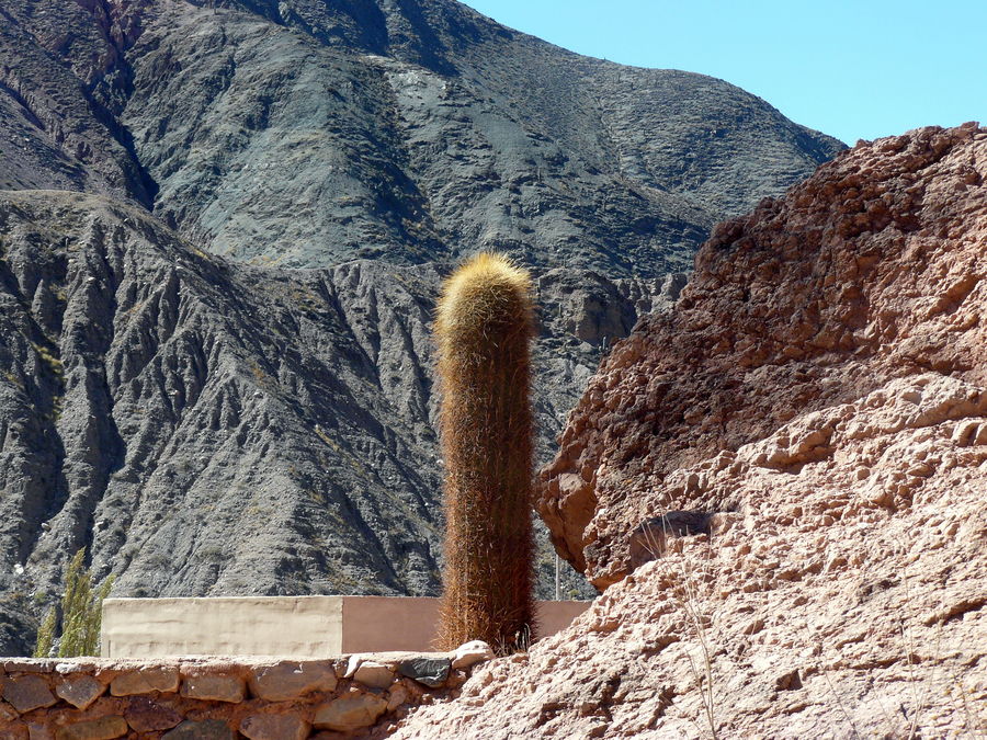 cardón y cerro...